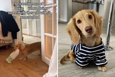 Owners Face Hilarious Daily Struggle With Garbage-Obsessed Dachshund