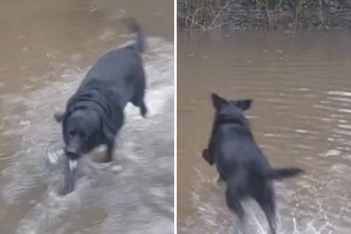 Owner Lets Labrador Outside After Storm â Reaction Melts Hearts