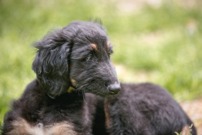 What Afghan Hound Puppy Grows Into 3 Months Later Shocks Internet