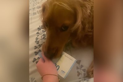 Owner in Hilarious Stand-Off With Dog After He Steals Cashâ'Who Do You Owe'