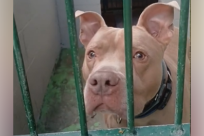 Shelter Dog Struggling With Being Adopted Then Returned: 'Really Confused'