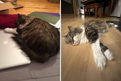 Senior Cat Who Was Overfed Showcases Her Post 'Weight Loss Strut'