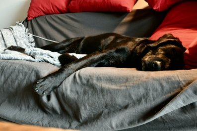 Dog Starts Howling While Asleep, Internet Can't Cope as He Wakes Himself Up