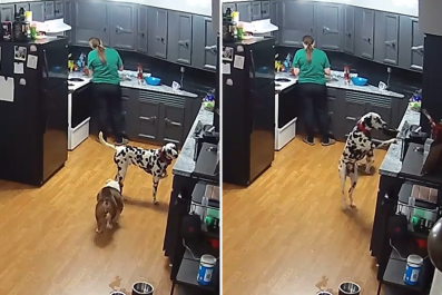 Security Cam Captures What Dalmatian Does as Soon as Owner's Back Is Turned