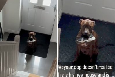 Hysterics as Owners Buy New HouseâConfused Dog Is Always 'Waiting to Leave'