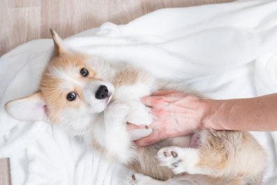 Dad-to-Be Wants To Practice Parenting Techniques, His Dog Knows What To Do