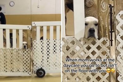 Dog Reacts to Mom Working at Day Care but Not Hanging With Him: 'Betrayal'