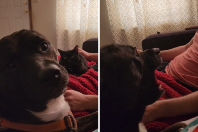 Owner Tells Jealous Dog To Ask 'Nicely' for AttentionâHe Delivers