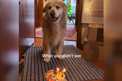 Golden Retriever Sets Fur on Fire at 16th Birthday Party