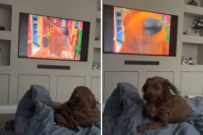 Moment Puppy Hilariously Runs for Cover Over What He Sees on TV