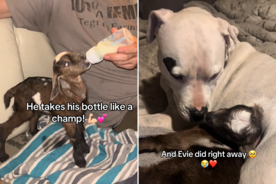 Couple Bring Home Orphaned Baby Goat, Their Deaf Rescue Dog Steps Up