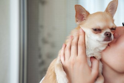 How Chihuahua Enjoys 'Skin to Skin' Cuddles Leaves Viewers in Hysterics