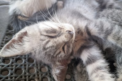 Hysterics at kitten's unexpected sleeping position: 'reign of chaos'