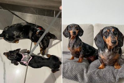 Dachshund Owners Learn About Malnourished DogâTears at What They Do Next