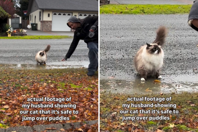 Ragdoll Owner Shows Cat It's Safe to Jump Over PuddlesâInstantly Backfires