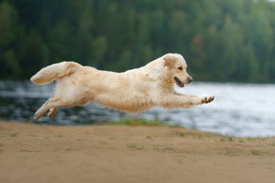 Couple Attempt Baby Announcement at the Beach, Random Dog Has Other Plans