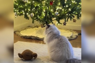 Tears at What Cat Mourning Dog Best Friend Does With His Favorite Toy