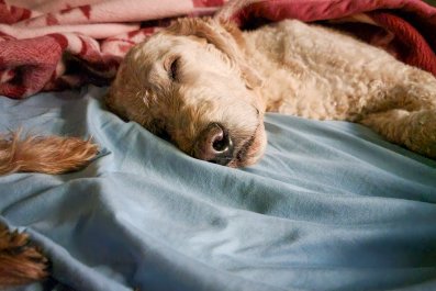 Hilarity As Goldendoodle Owner Reveals Where Crate Trained Dog Sleeps