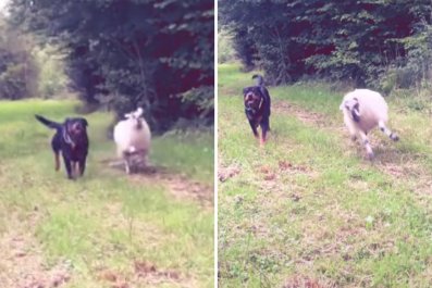 Woman Raises Lamb and Rottweiler TogetherâTurns Out 'Weirder' Than Expected