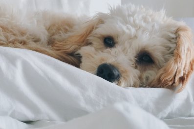 Internet Obsessed With Dog Owner's Elaborate Bed Set-Up for 'Bestie'