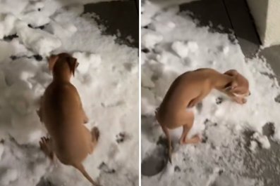 Italian Greyhound Experiences Snow for First Time, His Reaction Says It All