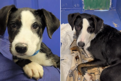 Puppy 'Sad, Confused, and Lonely' After Being Returned to Shelter