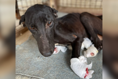 Dog Found With All 4 Paws and Ears Cut Off Transformed 'Against All Odds'