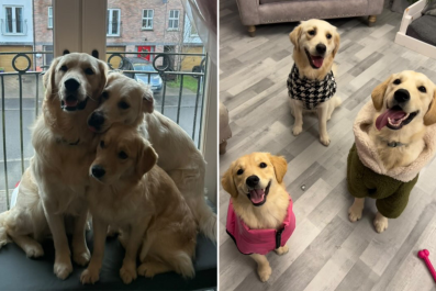 'Heartbroken' Woman Explains How She Ended Up With Three Golden Retrievers