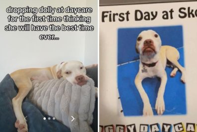 Owner sends dog to first day at daycareâunprepared for update 2 hours later