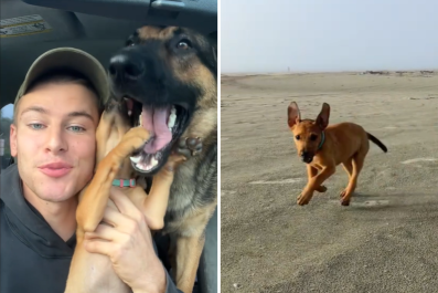 Watch 7-Pound Foster Puppy Overcome Fears on First-Ever Beach Trip