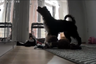 Pet Cam Captures Puppy's Heartbreaking Reaction to Being Left Alone