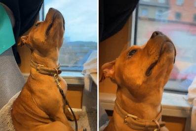 Dog on 560-Mile Train Ride Looks UpâNot Prepared for What's Staring Back