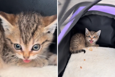 Kitten Saved From Euthanasia Has 'Spicy' Response to Meeting Rescuer