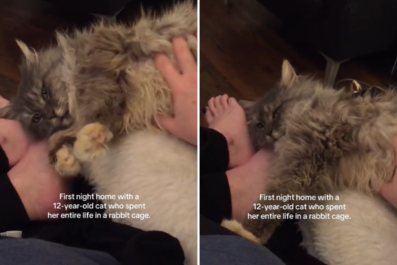 Watch What 12-Year-Old Cat Does First Night in New Home After Life in Cage