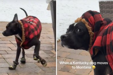 Watch Kentucky Dog's Reaction to First Montana Winter: 'Not Funny, Mom'