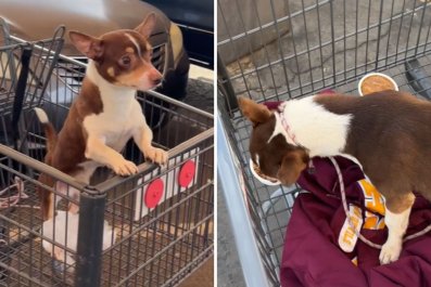 Woman Finds Puppy Abandoned in Shopping CartâThen Something Amazing Occurs