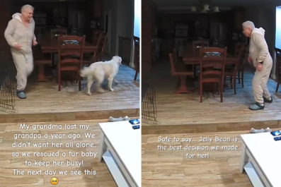 Family Rescue Dog for Widowed Gran, Can't Cope With What They See on Petcam