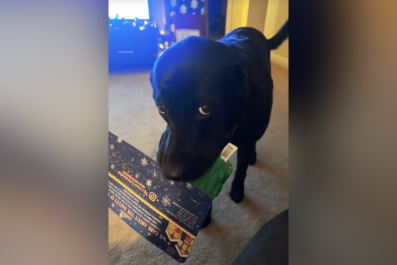 Labrador's Face as He's Caught Finding Christmas Gift Has Internet Crying