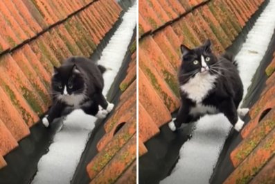 Cat's Hilarious Snow-Avoidance Tactic Has Internet in Stitches