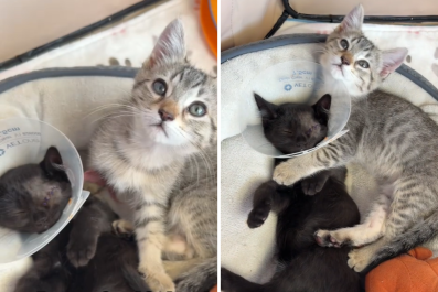 Watch How Bonded Kitten Protects Brother After Eye Surgery: 'The Best'