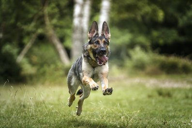 Hysterics As Retired Police Dog Gets To Relive His Puppy Days: 'Anarchy'