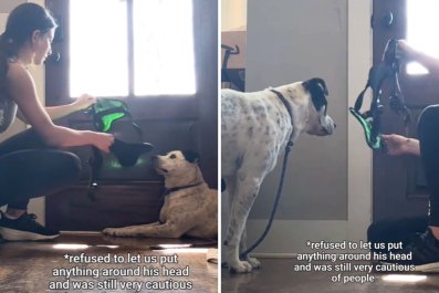 Rescue Dog Too Scared to Even Wear a Harness Now Unrecognizable: 'So Proud'