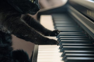 Cat's First 'Piano Lesson' Has Internet in Stitches