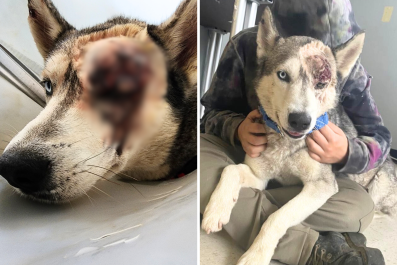 Shelter Husky Who Almost Lost Life to Horrific Wound Finds Forever Home