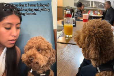 Woman Can't Believe Dog's Behavior vs 'iPad Kids' in Busy Restaurant