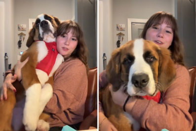 Huge 70-Pound Puppy Still Determined To Be a Lapdog Delights Internet