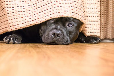 Dog Subtly Signaling Mom It's Time to Leave Dinner Party Delights Internet