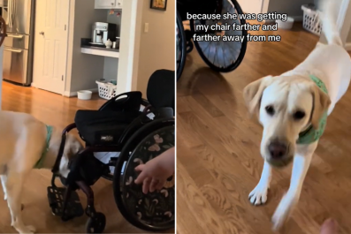 'Confused' Service Dog Doesn't Know What To Do When Wheelchair Rolls Away