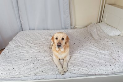 Hysterics As Golden Retriever Wakes From Nap Really Confused: 'Am I Dog?'