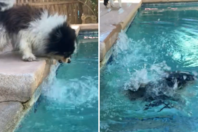 Tiny Pomeranian Trying To 'Attack' Owner's Pool Has Internet in Stitches